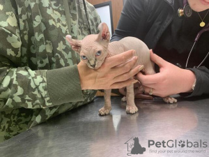 Photo №2 to announcement № 130304 for the sale of sphynx cat - buy in Germany private announcement