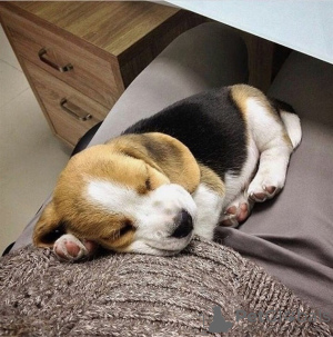 Photo №1. beagle - for sale in the city of Гамбург | 350$ | Announcement № 117601