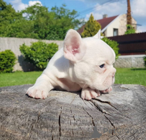 Photo №3. beautiful French Bulldog puppies.. United States