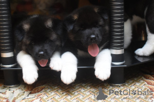 Photo №1. american akita - for sale in the city of Актобе | negotiated | Announcement № 10012