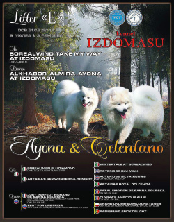Photo №4. I will sell samoyed dog in the city of Yekaterinburg. from nursery - price - 484$