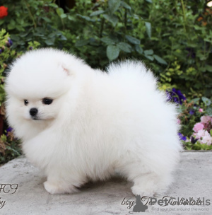 Photo №2 to announcement № 7465 for the sale of pomeranian - buy in Russian Federation from nursery