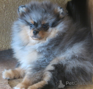 Photo №2 to announcement № 8818 for the sale of german spitz - buy in Russian Federation from nursery
