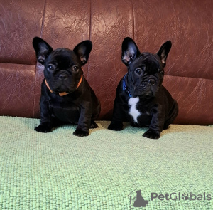 Additional photos: French bulldog puppies