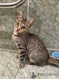 Photo №4. I will sell  in the city of Moskova. private announcement - price - Is free