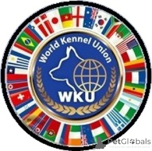 Photo №4. Dog handler in Ukraine. Announcement № 150034