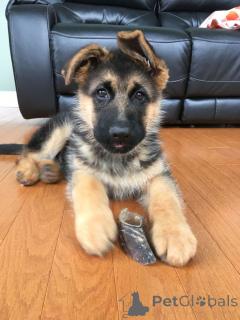 Photo №3. interested in owning a German Shepherd Dog?. Belgium