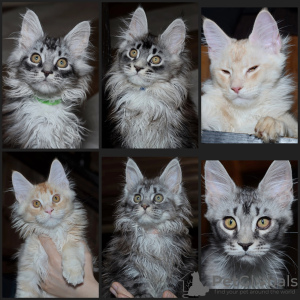 Photo №1. maine coon - for sale in the city of Москва | 521$ | Announcement № 99691