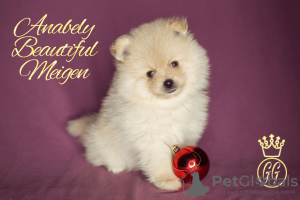 Additional photos: Small German Spitz puppies