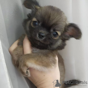 Photo №4. I will sell chihuahua in the city of New York. from nursery - price - 300$