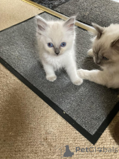 Photo №2 to announcement № 160994 for the sale of ragdoll - buy in Austria private announcement