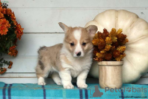 Photo №4. I will sell welsh corgi in the city of Cholargos.  - price - 296$