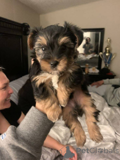 Photo №2 to announcement № 167868 for the sale of beaver yorkshire terrier - buy in United States breeder