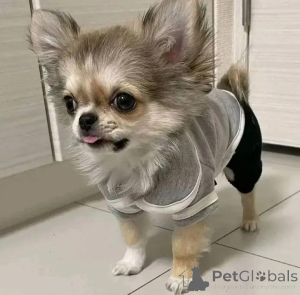 Photo №1. chihuahua - for sale in the city of Helsinki | 516$ | Announcement № 165318