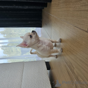 Photo №2 to announcement № 140911 for the sale of chihuahua - buy in Poland breeder