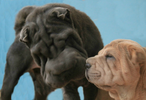 Additional photos: Kennel & quot; PLESKOV LEGEND & quot; offers puppies Sharpei
