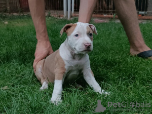 Photo №2 to announcement № 25856 for the sale of american staffordshire terrier - buy in Kyrgyzstan private announcement, breeder