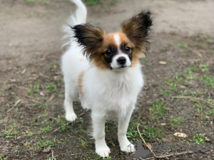 Additional photos: CONTINENTAL TOY SPANIEL/PAPILLON