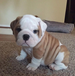 Photo №1. english bulldog - for sale in the city of Веймар | 500$ | Announcement № 80749