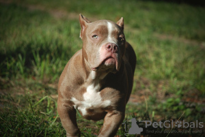 Additional photos: American bully puppies