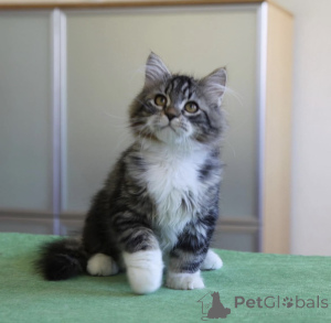 Photo №1. siberian cat - for sale in the city of Munno Para | 2900$ | Announcement № 176649