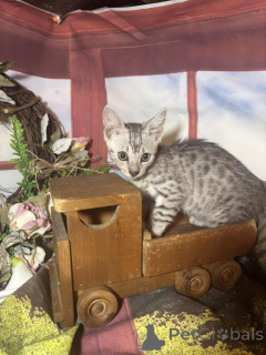 Photo №1. egyptian mau - for sale in the city of Hofheim am Taunus | 361$ | Announcement № 173632