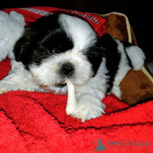 Photo №1. shih tzu - for sale in the city of Richmond | negotiated | Announcement № 42912