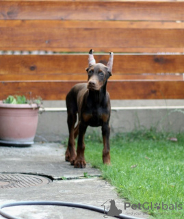 Photo №1. dobermann - for sale in the city of Belgrade | negotiated | Announcement № 54415