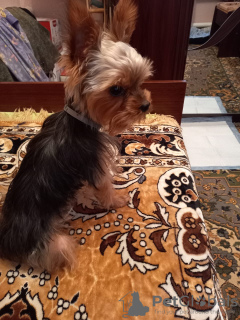 Photo №2 to announcement № 107777 for the sale of yorkshire terrier - buy in Russian Federation private announcement