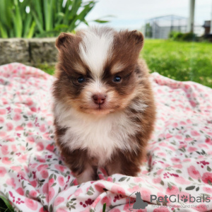 Photo №1. pomeranian - for sale in the city of Texas City | 494$ | Announcement № 45833