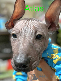 Photo №3. Cuccioli di Xoloitzcuintli (Cane Nudo Messicano). Italy