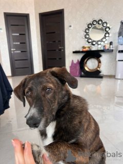 Photo №2 to announcement № 138549 for the sale of non-pedigree dogs - buy in Georgia private announcement, breeder