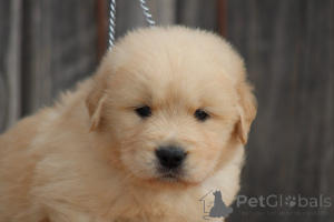 Photo №3. Beautiful golden retriever puppies to give away. Germany