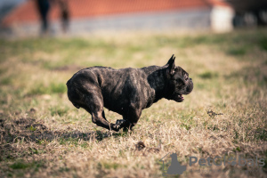 Photo №2 to announcement № 97642 for the sale of french bulldog - buy in Serbia breeder