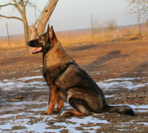 Photo №1. german shepherd - for sale in the city of Москва | negotiated | Announcement № 6349
