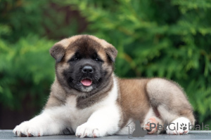 Photo №2 to announcement № 11605 for the sale of american akita - buy in Russian Federation from nursery