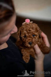 Photo №2 to announcement № 116794 for the sale of poodle (dwarf) - buy in Serbia 