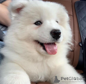 Photo №4. I will sell samoyed dog in the city of Helsingborg. private announcement - price - Is free
