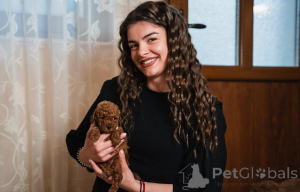 Photo №4. I will sell poodle (toy) in the city of Vilovo. breeder - price - negotiated