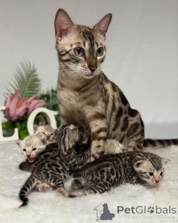 Photo №2 to announcement № 152766 for the sale of bengal cat - buy in Switzerland private announcement
