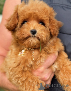 Photo №4. I will sell poodle (toy) in the city of London Borough of Camden. private announcement - price - negotiated