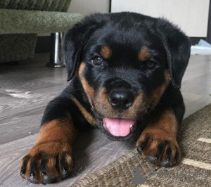 Photo №1. rottweiler - for sale in the city of Vilnius | negotiated | Announcement № 56783