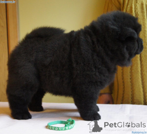 Photo №1. chow chow - for sale in the city of Elva | 516$ | Announcement № 158696