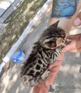 Photo №3. Bengal kitten. Ukraine