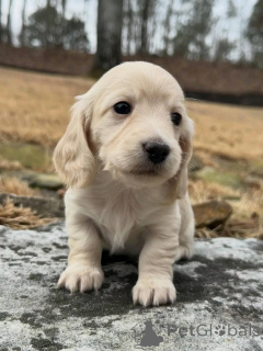 Photo №3. Urocze szczenięta jamnika do adopcji. Poland