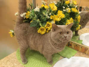 Photo №2 to announcement № 2128 for the sale of british shorthair - buy in Russian Federation from nursery, breeder