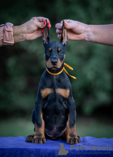 Photo №3. Doberman puppies. Serbia