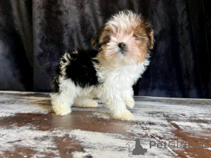 Photo №4. I will sell beaver yorkshire terrier in the city of Флорида Сити. breeder - price - 500$
