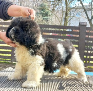 Photo №2 to announcement № 95071 for the sale of newfoundland dog - buy in Poland breeder