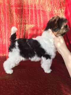 Photo №2 to announcement № 4374 for the sale of beaver yorkshire terrier - buy in Belarus from nursery